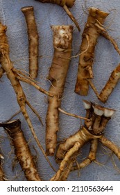 Foraging For Wild Food Dandelion Roots To Make A Caffeine Free Vegeterian Roasted Coffee. Also Known As Taraxacum And Highly Nutritious 