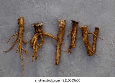 Foraging For Wild Food Dandelion Roots To Make A Caffeine Free Vegeterian Roasted Coffee. Also Known As Taraxacum And Highly Nutritious 