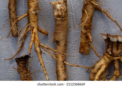 Foraging For Wild Food Dandelion Roots To Make A Caffeine Free Vegeterian Roasted Coffee. Also Known As Taraxacum And Highly Nutritious 