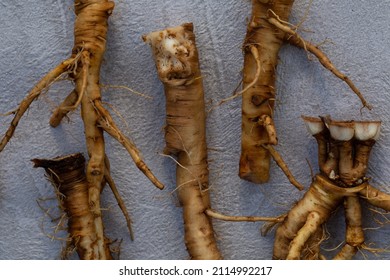 Foraging For Wild Food Dandelion Roots To Make A Caffeine Free Vegeterian Roasted Coffee. Also Known As Taraxacum And Highly Nutritious 