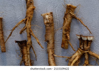 Foraging For Wild Food Dandelion Roots To Make A Caffeine Free Vegeterian Roasted Coffee. Also Known As Taraxacum And Highly Nutritious 