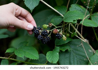 Foraging For Wild Food -  Summer Bramble Bushes Full Of Fruit. Blackberry Are Native Plants For Temperate Regions Of Europe, Common Food From The Hedgerows. Woman Hand Picking The Berries.