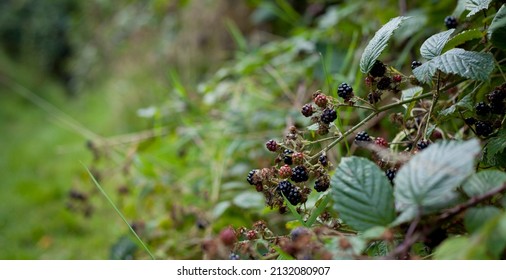 Foraging for wild food -  summer bramble bushes full of fruit. Blackberry are native plants for temperate regions of Europe, common food from the hedgerows. - Shutterstock ID 2132080907