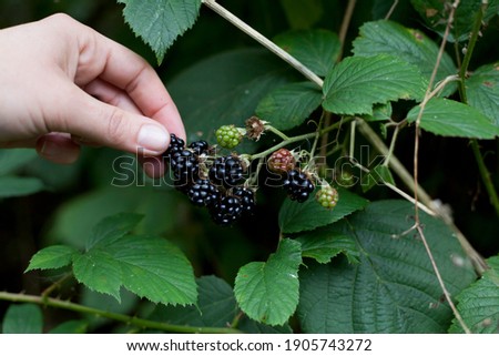 Foraging for wild food -  summer bramble bushes full of fruit. Blackberry are native plants for temperate regions of Europe, common food from the hedgerows. Woman hand picking the berries.