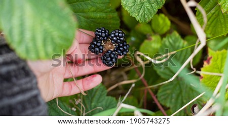 Foraging for wild food -  summer bramble bushes full of fruit. Blackberry are native plants for temperate regions of Europe, common food from the hedgerows.Woman hand picking the berries.