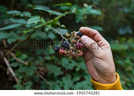 Foraging for wild food -  summer bramble bushes full of fruit. Blackberry are native plants for temperate regions of Europe, common food from the hedgerows. Man hand picking berries.