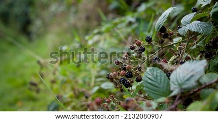 Foraging for wild food -  summer bramble bushes full of fruit. Blackberry are native plants for temperate regions of Europe, common food from the hedgerows.