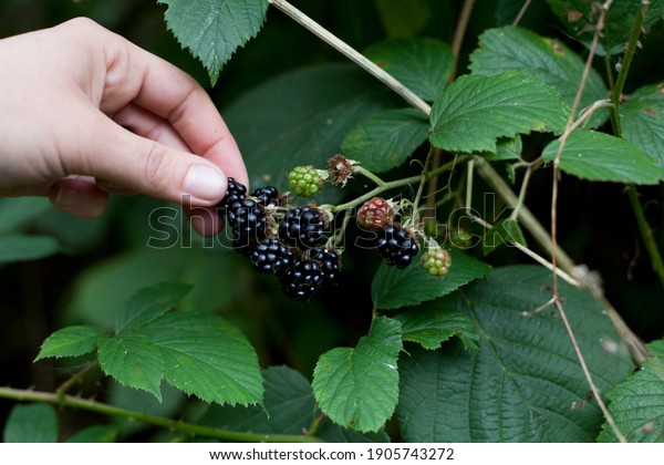 Foraging\
for wild food -  summer bramble bushes full of fruit. Blackberry\
are native plants for temperate regions of Europe, common food from\
the hedgerows. Woman hand picking the\
berries.