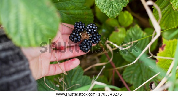 Foraging\
for wild food -  summer bramble bushes full of fruit. Blackberry\
are native plants for temperate regions of Europe, common food from\
the hedgerows.Woman hand picking the\
berries.