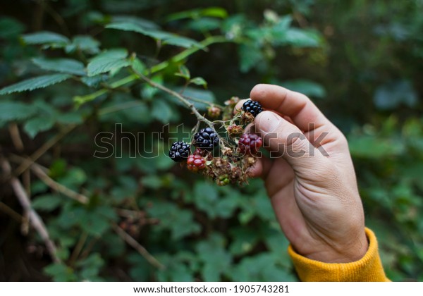 Foraging for\
wild food -  summer bramble bushes full of fruit. Blackberry are\
native plants for temperate regions of Europe, common food from the\
hedgerows. Man hand picking\
berries.