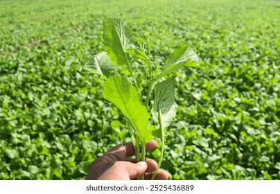 foraging for wild food. A woman picking the invasive species garlic mustard, Alliaria petiolata herb in hand with green background, yellow mustard flowers, field of mustard flowers, mustard,  - Powered by Shutterstock