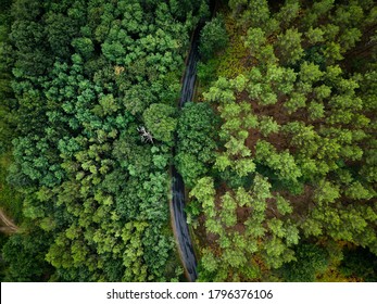 The Forbidden Forest Bergerac France 