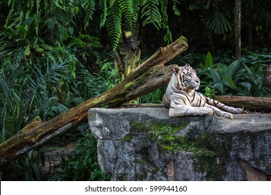 Forceful white tiger with blue eyes is resting on the rock on the plants background in the zoo in Singapore. Closeup photo. Horizontal.  - Shutterstock ID 599944160