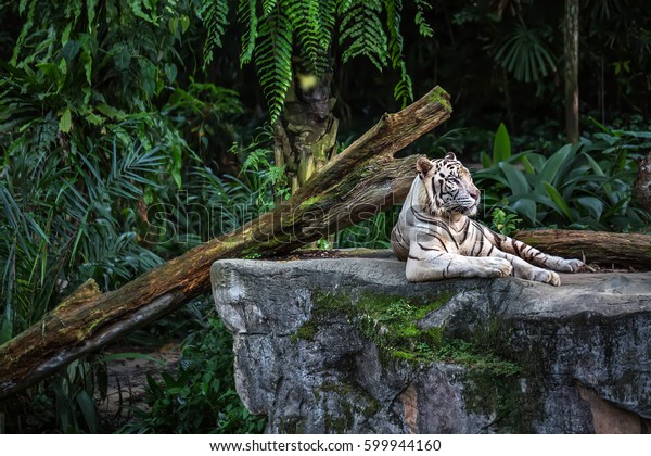 シンガポールの動物園の植物の背景に 力強い白い虎と青い目が岩の上に置かれています 写真の接写 水平 の写真素材 今すぐ編集