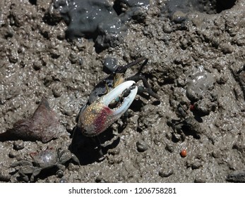 Forceps Fiddler Crab (Uca Forcipata) Or Ghost Crab Emerging From Its Burrow And Walking On Mudflats In Mangrove Forest During Low Tide.                             