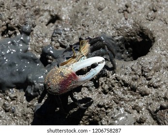 Forceps Fiddler Crab (Uca Forcipata) Or Ghost Crab Emerging From Its Burrow And Walking On Mudflats In Mangrove Forest During Low Tide.                             