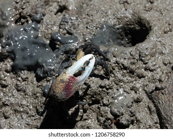 Forceps Fiddler Crab (Uca Forcipata) Or Ghost Crab Emerging From Its Burrow And Walking On Mudflats In Mangrove Forest During Low Tide.                             