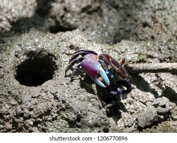 Forceps Fiddler Crab (Uca Forcipata) Or Ghost Crab Emerging From Its Burrow And Walking On Mudflats In Mangrove Forest During Low Tide In Thailand.                              