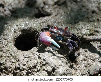 Forceps Fiddler Crab (Uca Forcipata) Or Ghost Crab Emerging From Its Burrow And Walking On Mudflats In Mangrove Forest During Low Tide In Thailand.                              