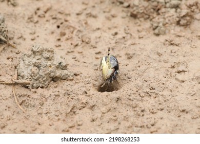 Forceps Fiddler Crab - Uca Forcipata 