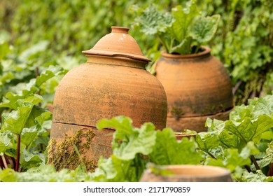  Forcing Rhubarb Using Terracotta Pots In The Kitchen Vegetable Garden