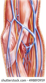 Forearm - Left Anterior Vessels And Nerves- Deep Dissection