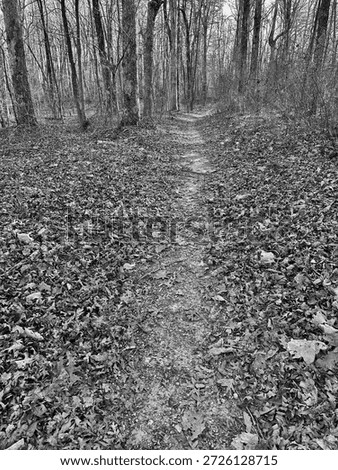foreboding path into forest of danger
