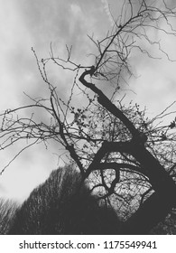 Foreboding tree in black and white - Shutterstock ID 1175549941