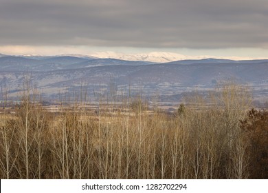 Foreground birch tree forest and distant sunlit, snow capped mountains below the clouds
