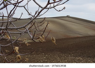 In the foreground a branch of a fig tree with dry leaves, in the background the countryside in autumn - Powered by Shutterstock