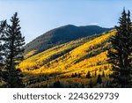 Foreground framing of pine trees in Castle Creek colorful yellow orange red leaves foliage on american aspen trees in Colorado rocky mountains autumn fall peak
