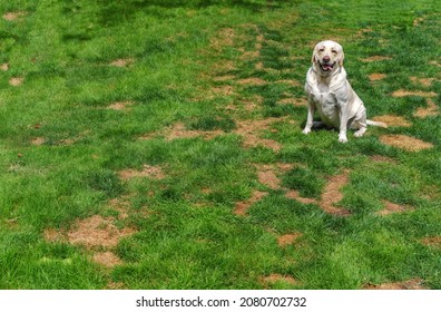 A foreground of grass and pet urine spots as dog poses 