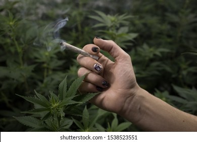 in the foreground a hand with a marijuana cigarette and growing cannabis plants in the background