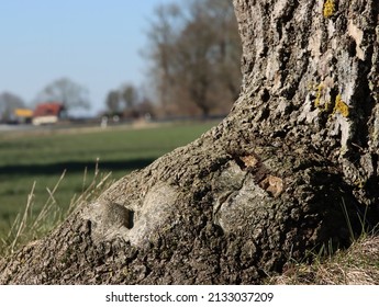 In The Foreground Is A Large Tree Stump And In The Background Willow Trees And A House As Bokeh 