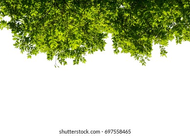 Foreground Leaves - Shutterstock ID 697558465