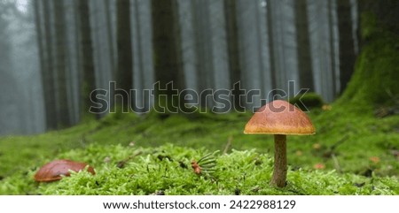 
In the foreground the mushrooms, in the background the moss and the trees
