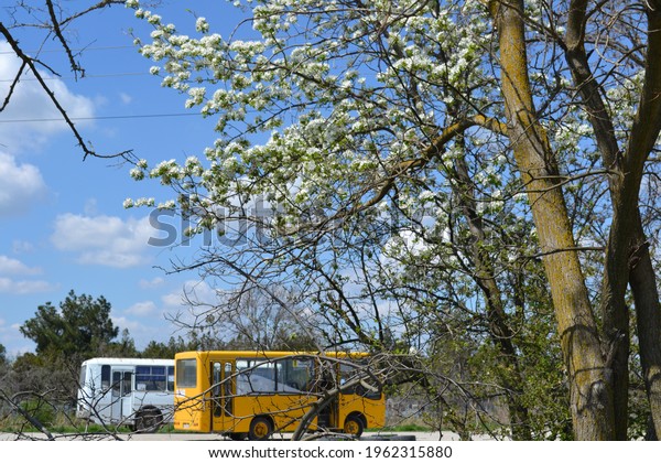 in the foreground on the right a tree blooms\
beautifully in spring in the background there are two buses above a\
beautiful blue sky with\
clouds