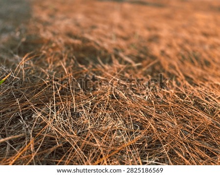 The foreground is in sharp focus, capturing the intricate mesh of overlapping needles and sparse blades of grass, while the background gently blurs out into a soft, warm depth of field.