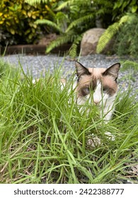 In the foreground, there are short green grass tufts, and a brown and white-eared cat with blue eyes gazes attentively. The background is a blurred, human-made natural garden.