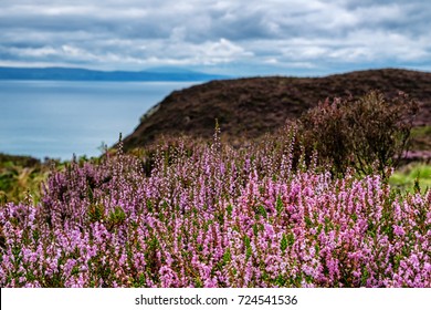 Foreground of wild, purple heather in bloom on the Mull of Kintyre, Scotland
