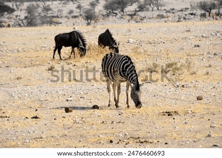 Similar – Image, Stock Photo two from behind Antelope