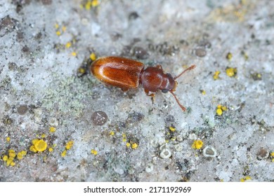 The foreign grain beetle (Ahasverus advena) is a species of beetle in the family Silvanidae. It is related to the sawtoothed grain beetle. The beetle.