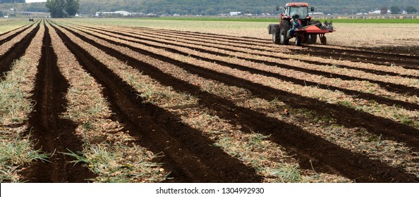 Foreign Mexican Seasonal Farm Labourers Starting Work In Morning At Onion Harvest Time Holland Marsh, Ontario, Canada - September 17, 2011