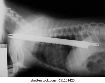 Foreign Object - Bread Knife In The Dog's Esophagus. Real X-ray Image