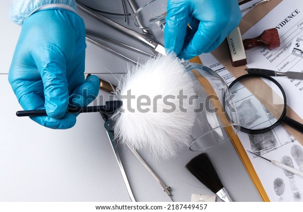 Forensic fingerprinting, forensic\
expert handles a glass goblet with a fingerprint\
brush