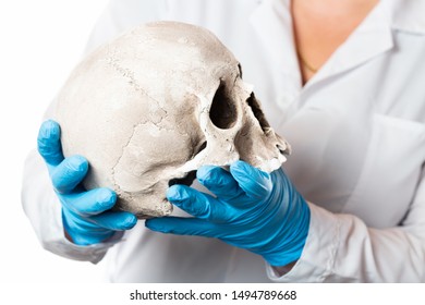 Forensic Pathologist. Doctor In Rubber Gloves Holding Human Skull.