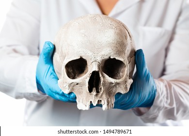 Forensic Pathologist. Doctor In Rubber Gloves Holding Human Skull.