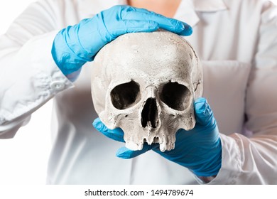 Forensic Pathologist. Doctor In Rubber Gloves Holding Human Skull.