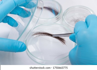 Forensic Science In Lab. The Forensic Science. Check The DNA From The Hair In The Lab