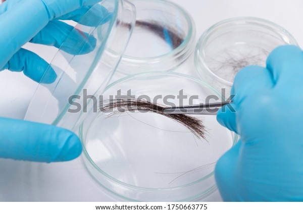 Forensic Science in Lab. The Forensic science.
Check the DNA from the hair in the
lab